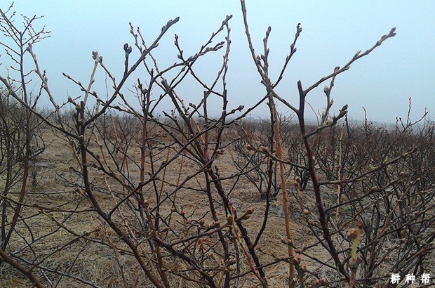 蓝莓为什么要修剪？