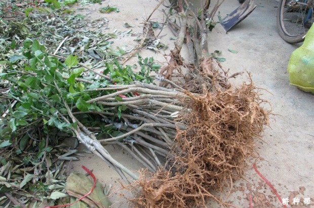 黄皮树怎么种植？