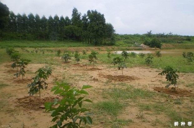 黄皮树怎么种植？