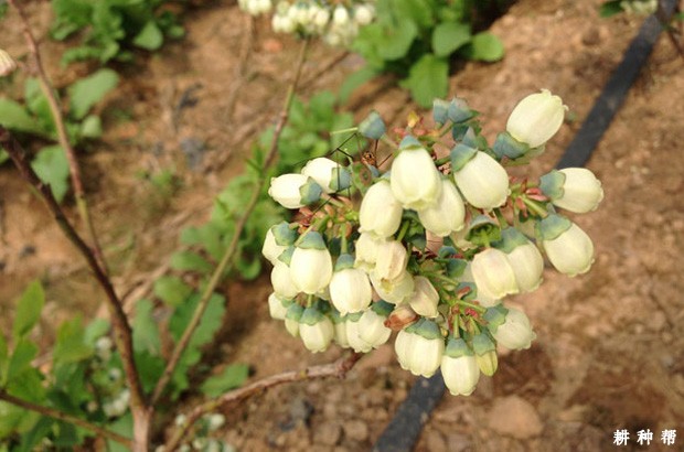 蓝莓授粉有什么特点？