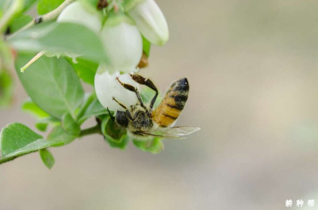 蓝莓授粉有什么特点？