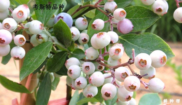 兔眼蓝莓品种哪个品种好？