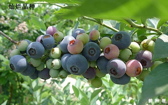 兔眼蓝莓品种哪个品种好？