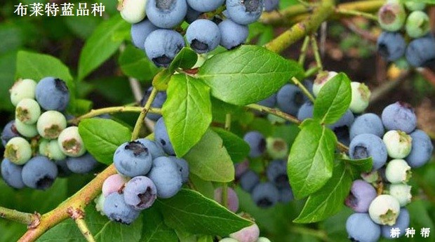 兔眼蓝莓品种哪个品种好？