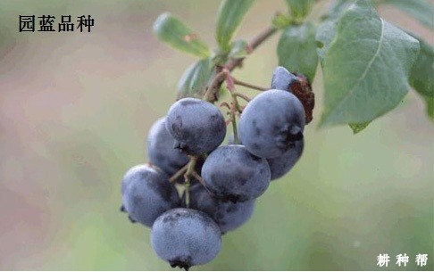 兔眼蓝莓品种哪个品种好？