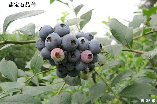 兔眼蓝莓品种哪个品种好？