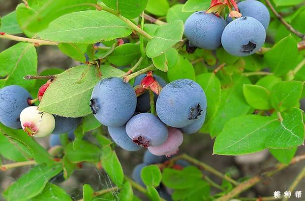 蓝莓的功效与作用是什么？