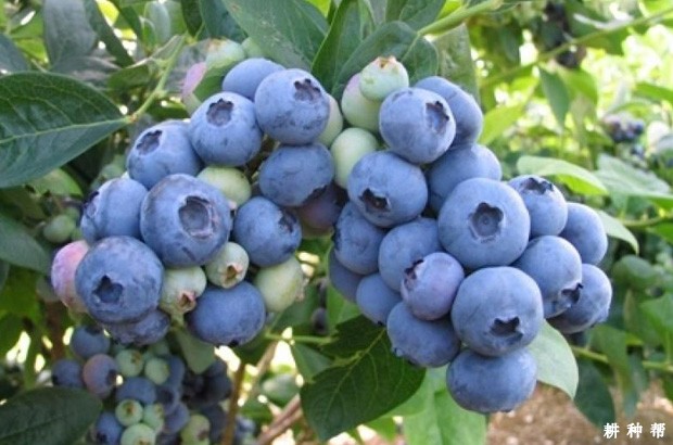 蓝莓的功效与作用是什么？