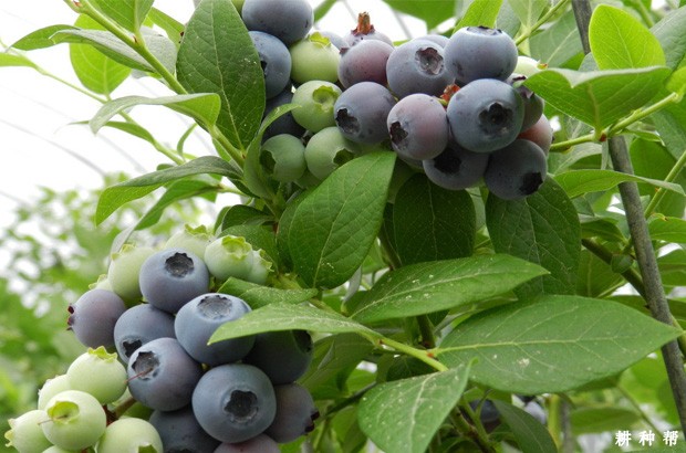 蓝莓的功效与作用是什么？