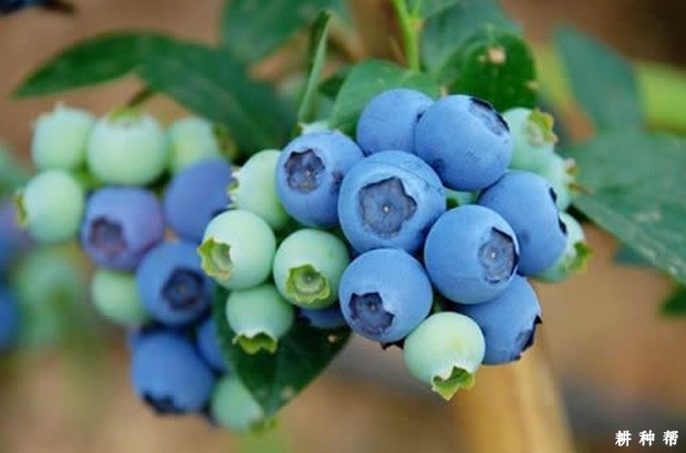 蓝莓的功效与作用是什么？