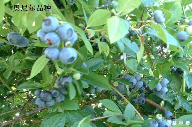 南方高丛蓝莓品种哪个品种好？