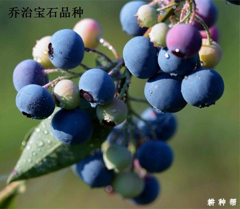 南方高丛蓝莓品种哪个品种好？