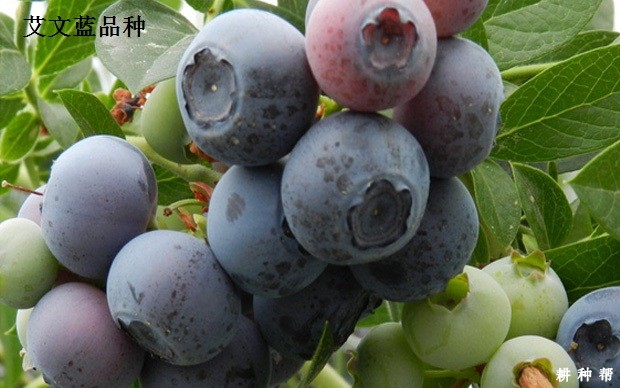 南方高丛蓝莓品种哪个品种好？