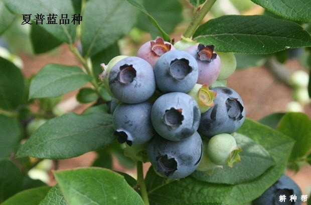 南方高丛蓝莓品种哪个品种好？