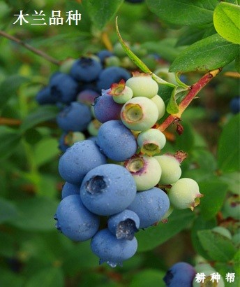 南方高丛蓝莓品种哪个品种好？