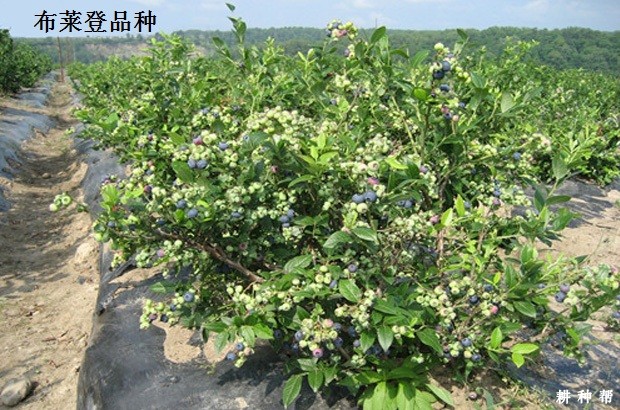 南方高丛蓝莓品种哪个品种好？