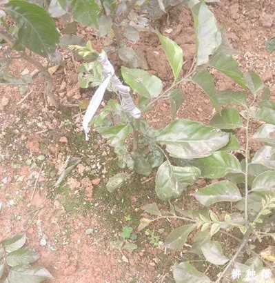 无核黄皮嫁接后怎么管理？