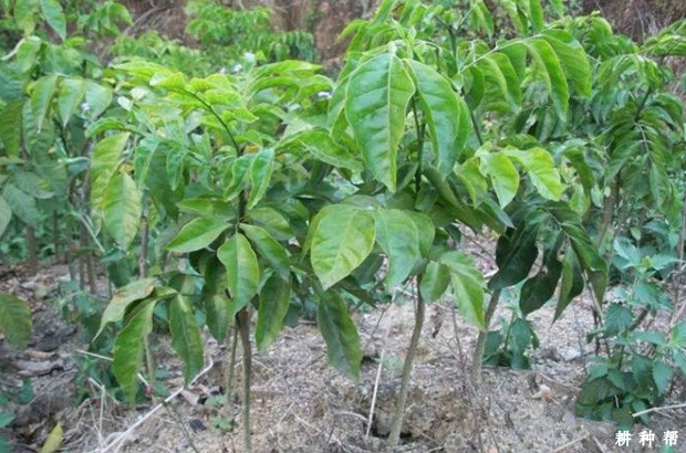 无核黄皮嫁接后怎么管理？