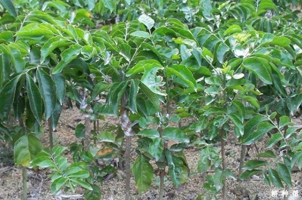 无核黄皮嫁接后怎么管理？