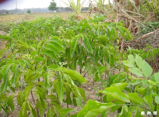 无核黄皮嫁接后怎么管理？