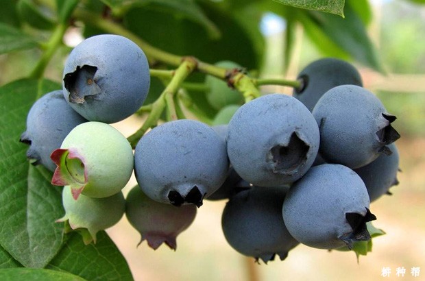 蓝莓含有哪些营养价值成分？