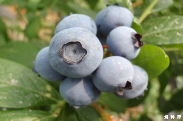 蓝莓含有哪些营养价值成分？