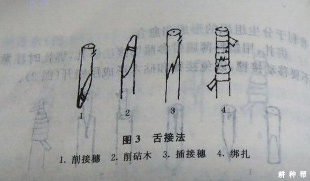 如何嫁接无核黄皮？
