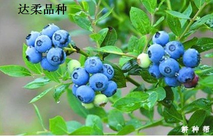 北方高丛蓝莓品种哪个品种好？