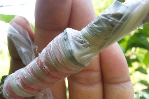 如何嫁接无核黄皮？