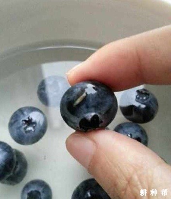 蓝莓有哪些害虫？