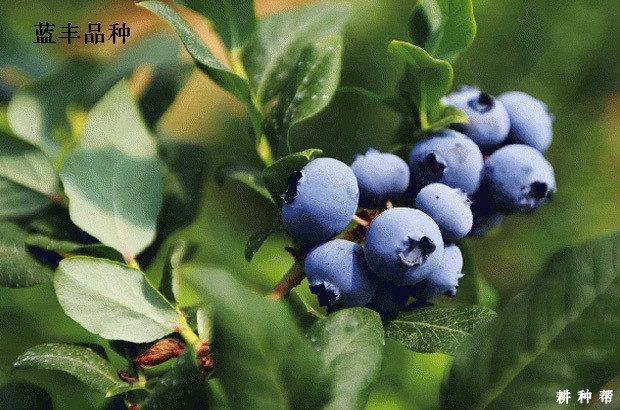 北方高丛蓝莓品种哪个品种好？