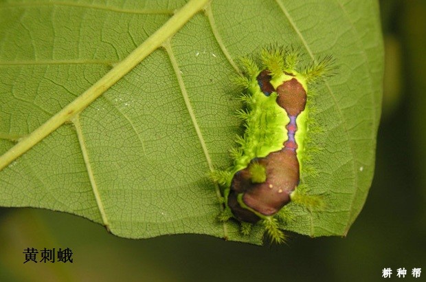 蓝莓有哪些害虫？