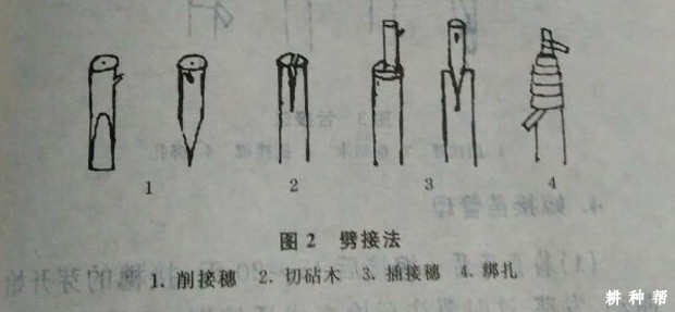 如何嫁接无核黄皮？