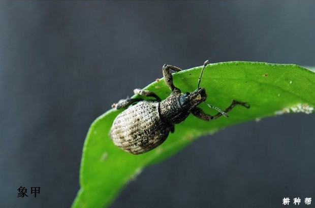 蓝莓有哪些害虫？