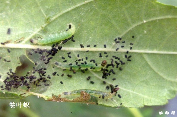 蓝莓有哪些害虫？