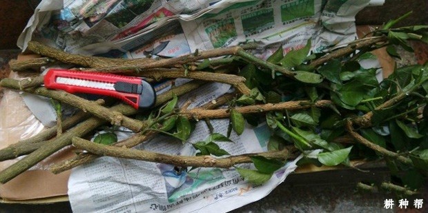 北方高丛蓝莓品种哪个品种好？