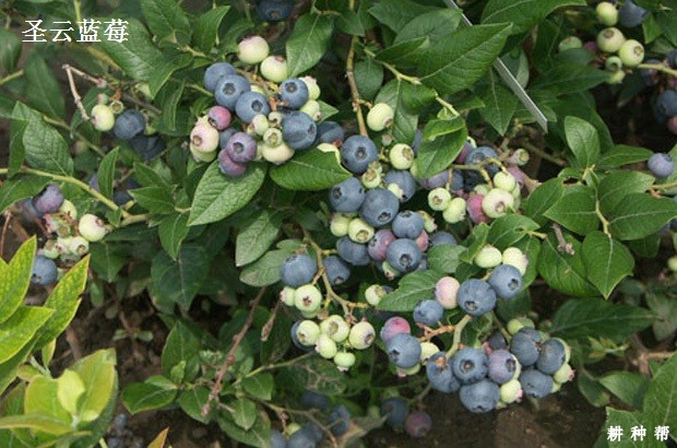 半高丛蓝莓品种哪个品种好？