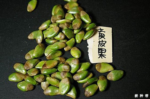 无核黄皮砧木苗如何培育？