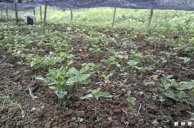 无核黄皮砧木苗如何培育？