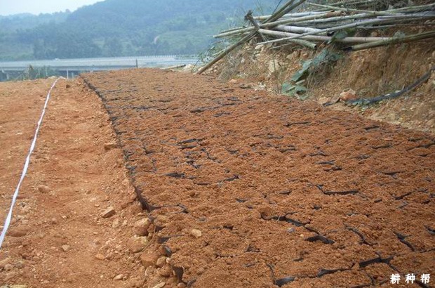 无核黄皮砧木苗如何培育？