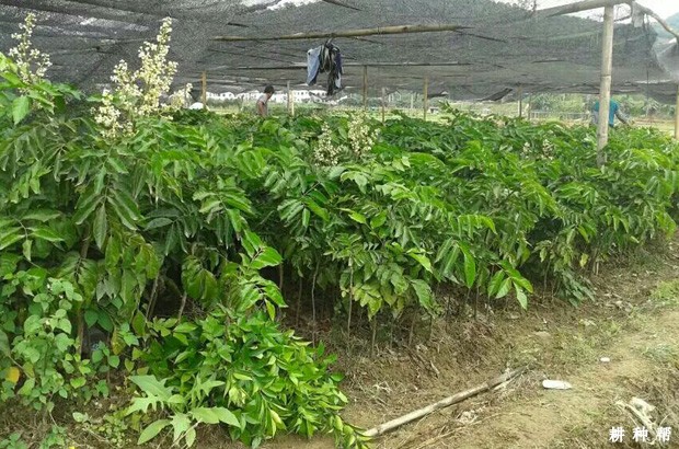 无核黄皮砧木苗如何培育？