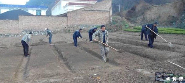 无核黄皮砧木苗如何培育？