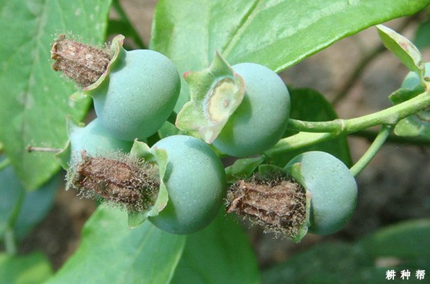 蓝莓灰霉病怎么防治？图片