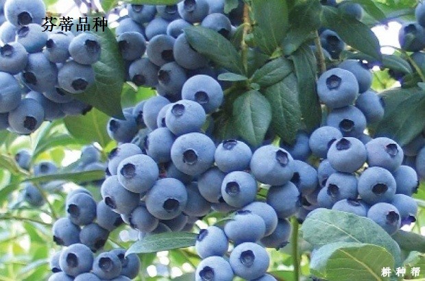 矮丛蓝莓品种那个品种好？