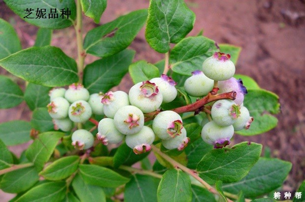 矮丛蓝莓品种那个品种好？