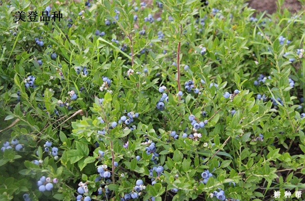 矮丛蓝莓品种那个品种好？