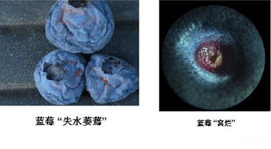 蓝莓灰霉病怎么防治？图片