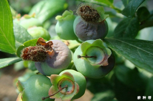 蓝莓灰霉病怎么防治？图片