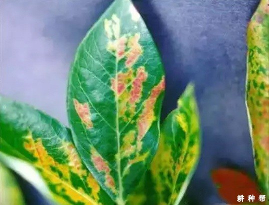 蓝莓花叶病如何预防？附图片