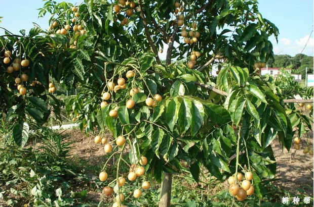 无核黄皮种几年能结果？